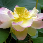 640px-Lotus_Nelumbo_nucifera_Flower_Large_3264px